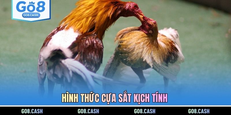 Hình thức cựa sắt kịch tính